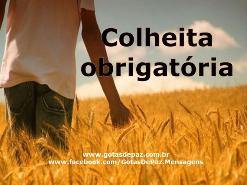 Colheita obrigatória - Gotas de PazGotas de Paz