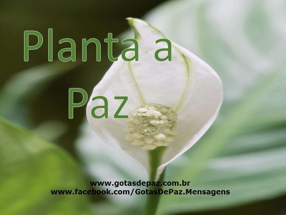 Planta a Paz - Gotas de PazGotas de Paz