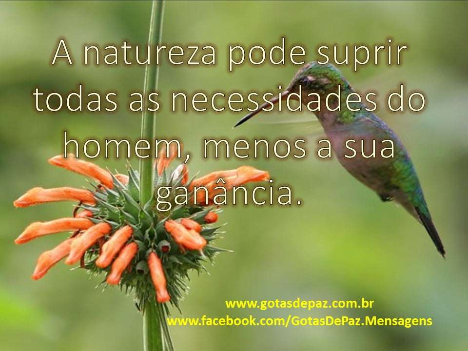 Cite Exemplos De Sua Importância Para O Homem Ou Natureza
