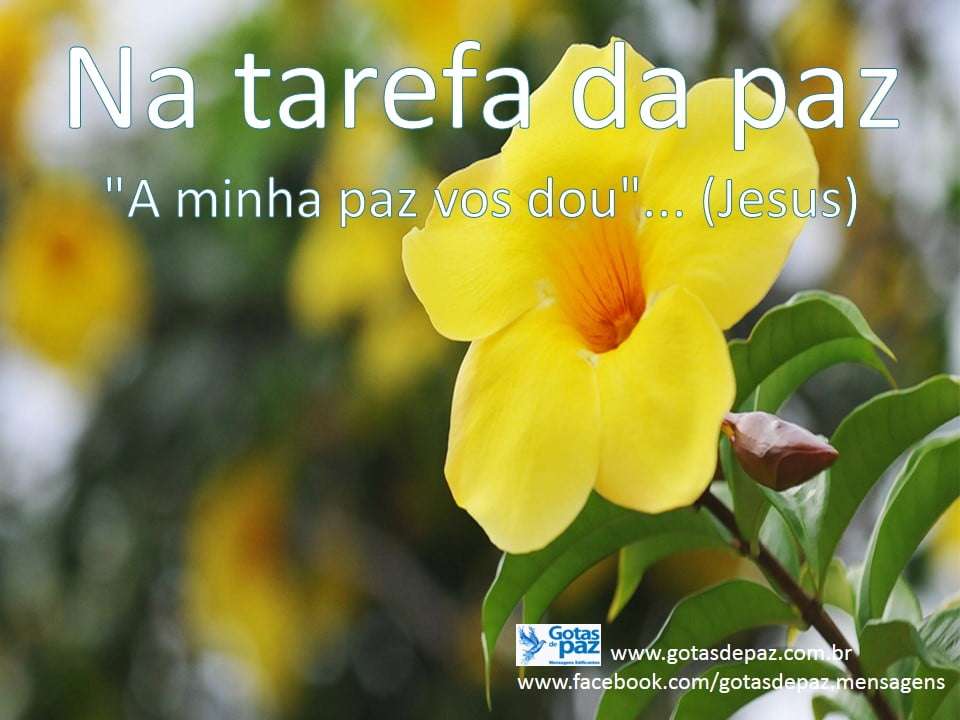 Na tarefa da paz - Gotas de PazGotas de Paz