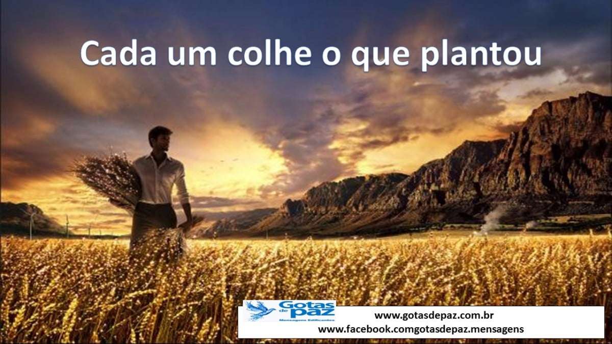 Cada um colhe o que plantou - Gotas de PazGotas de Paz